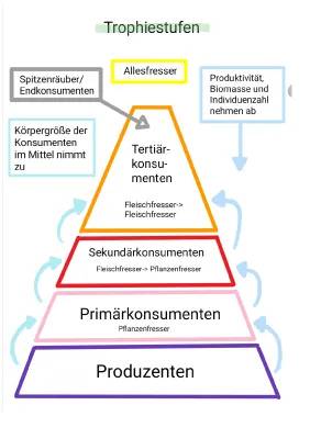 Korallenriff Ökosystem: Tiere, Pflanzen und ihre Spannenden Lebensräume