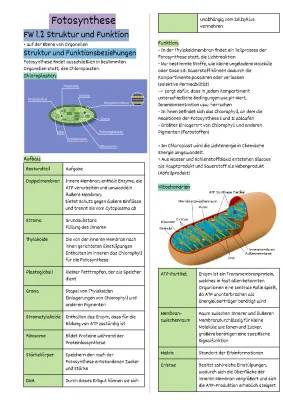 Fotosynthese und Chloroplasten: Funktion, Aufbau und Unterschied C3, C4, CAM-Pflanzen