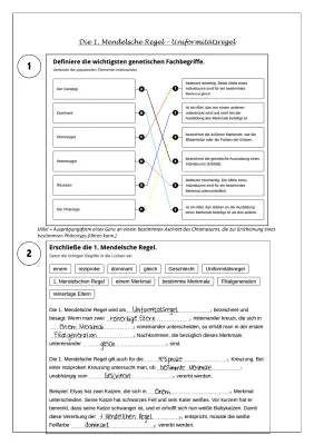 1., 2. und 3. Mendelsche Regel einfach erklärt mit Beispielen und Arbeitsblättern