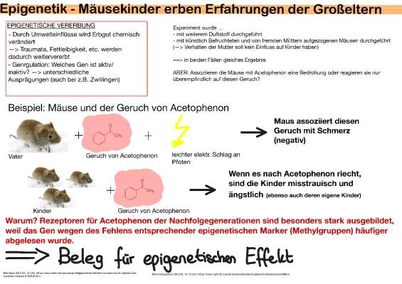 Epigenetik einfach erklärt: Mäusekinder und die Erfahrungen ihrer Eltern