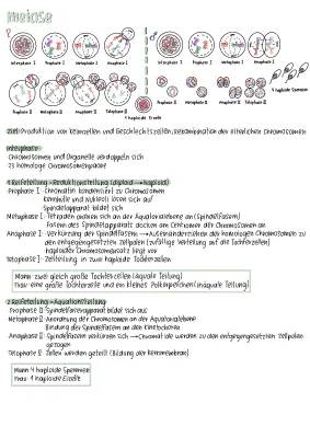 Genetik Abitur Lernzettel PDF: Genregulation, Meiose & Mehr - Biologie Zusammenfassung Oberstufe