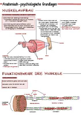 Hypertrophie Training und Muskelaufbau: Alles Einfach Erklärt