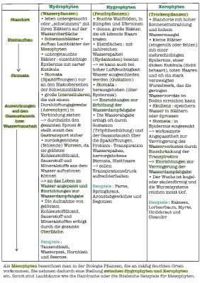 Hydrophyten und Xerophyten: Wasserhaushalt, Beispiele und Blattaufbau