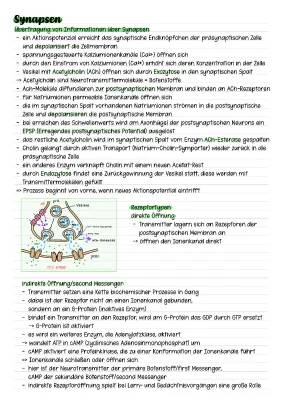 Erregungsübertragung an der Synapse einfach erklärt - Aufbau, Funktion und Krankheiten