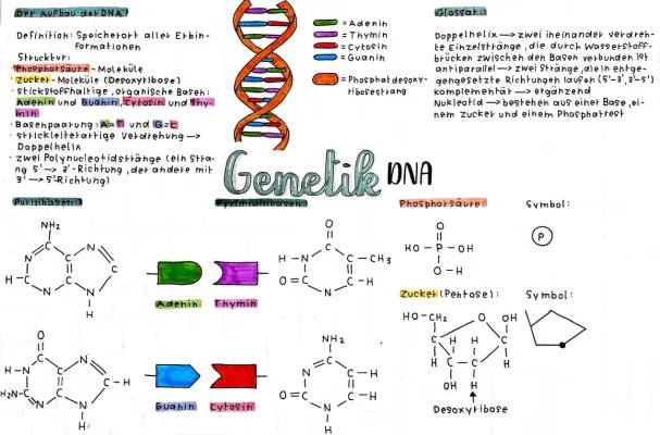 Einfach erklärt: DNA Aufbau und Funktion - Skizze, Arbeitsblatt & mehr