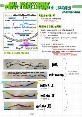 mRNA-Prozessierung und Alternatives Spleißen einfach erklärt