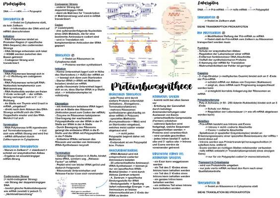 Proteinbiosynthese bei Prokaryoten und Eukaryoten - Einfach erklärt