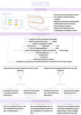 X-Chromosomal und Autosomal einfach erklärt: Vererbung, Krankheiten und Mendelsche Regeln