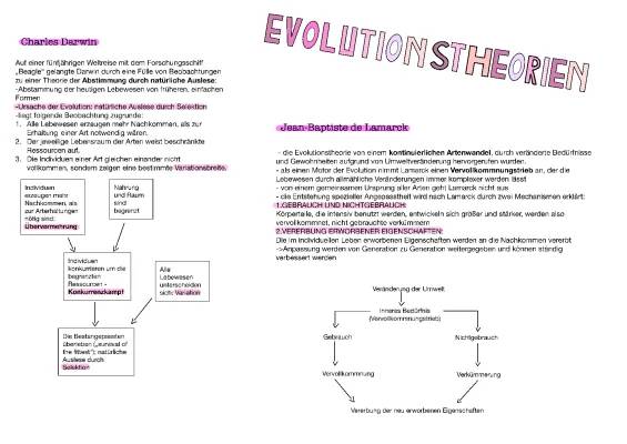 Darwins Evolutionstheorie einfach erklärt – Zusammenfassung und Beispiele