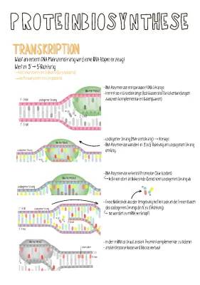 Proteinbiosynthese einfach erklärt: Von Transkription bis Muskelaufbau