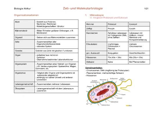 Biologie Abitur Zusammenfassung 2024: Zell- und Molekularbiologie, Eukaryoten vs. Prokaryoten, Biomembran