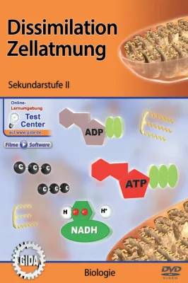 Lerne alles über Dissimilation und Zellatmung – Online-Module für die Sekundarstufe II