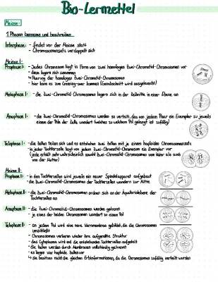 Meiose Phasen einfach erklärt - Prophase 1, Meiose 2 & mehr