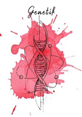 Genetik: DNA, Chromosomen, Genregulation und Mitose/Meiose einfach erklärt