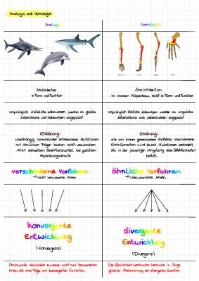 Homologie und Analogie in der Biologie: Beispiele und Unterschiede