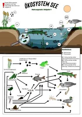 Ökosystem See: Nahrungsnetz, Jahreszeiten, Tiere, und mehr