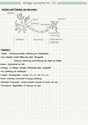 Nervenzelle: Aufbau, Funktion und Synapsen erklärt