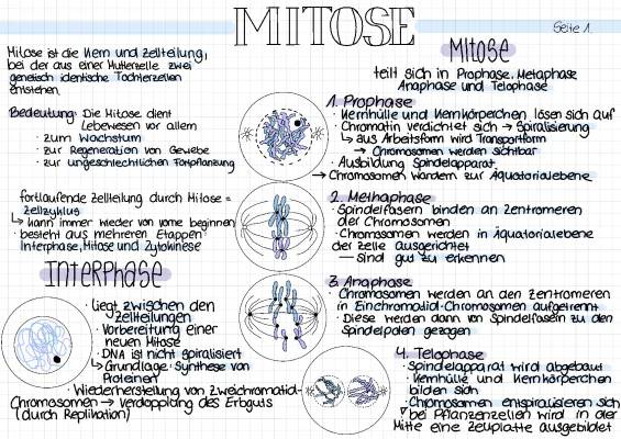 Mitose und Meiose einfach erklärt: Phasen, Tabellen und Zell-Unterschiede