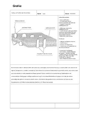 Biomembran und Lipiddoppelschicht: Aufbau, Funktion und coole Fakten für Kids