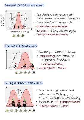 Natürliche und künstliche Selektion: Beispiele für stabilisierende, gerichtete und disruptive Selektion