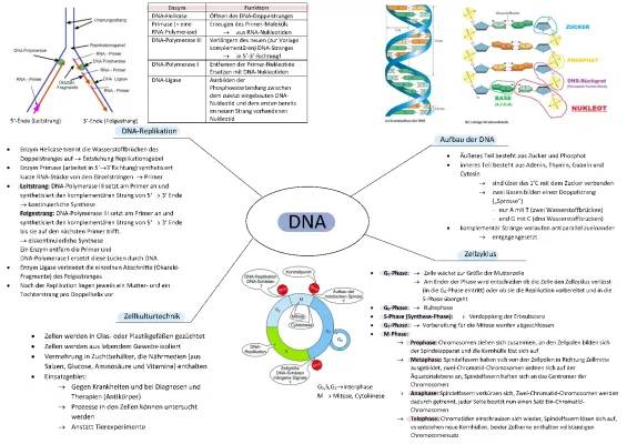 DNA-Replikation einfach erklärt: Der Ablauf und die Enzyme