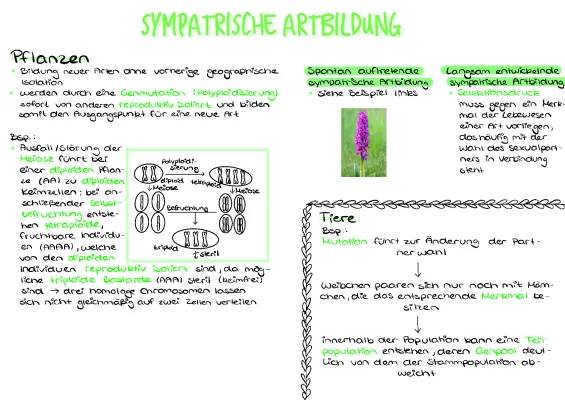 Sympatrische und Allopatrische Artbildung einfach erklärt