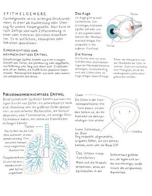 Epithelgewebe einfach erklärt: Einschichtiges, Mehrschichtiges und Hochprismatisches Epithel