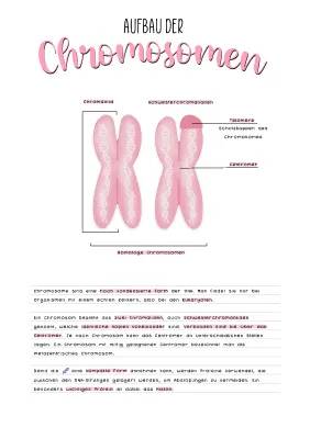 Chromosomen und DNA leicht erklärt: Aufbau, Funktion und Übungen