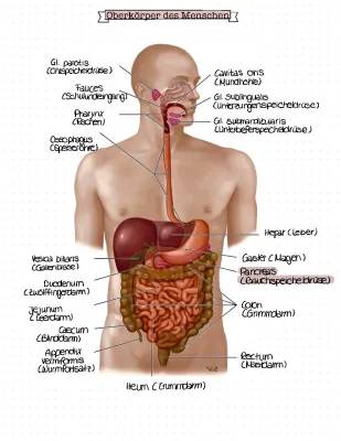 Anatomie Mensch: Entdecke die Inneren Organe und das Verdauungssystem!