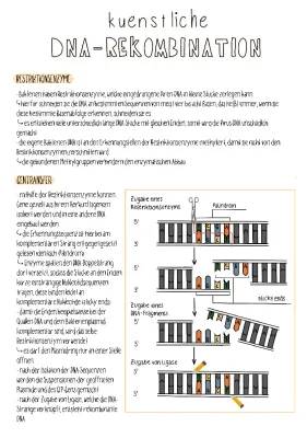 Alles über Restriktionsenzyme und ihre Anwendung