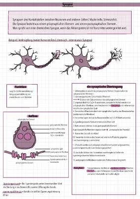 Synapse Aufbau und Funktion einfach erklärt - Elektrische und Chemische Synapsen, Erregungsübertragung und mehr