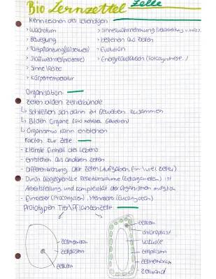 Prokaryoten und Eukaryoten: Unterschiede und Gemeinsamkeiten für Kinder