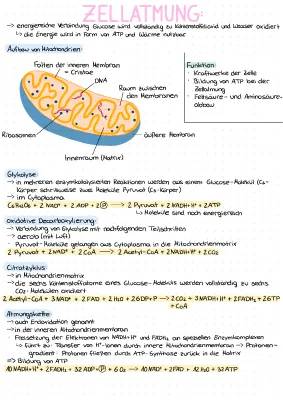 Zellatmung und Mitochondrien: Einfach erklärt für Kinder