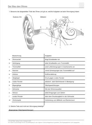 Das Ohr - Aufbau und Funktion für Kinder