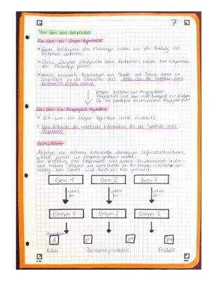 Alles über die Ein-Gen-ein-Polypeptid-Hypothese und Ein-Gen-ein-Enzym-Hypothese