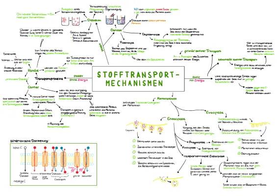 Stofftransport in der Zelle: Leicht erklärt für Kids!