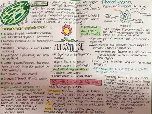 Aufbau des Chloroplasten und Photosynthese: Calvin-Zyklus einfach erklärt