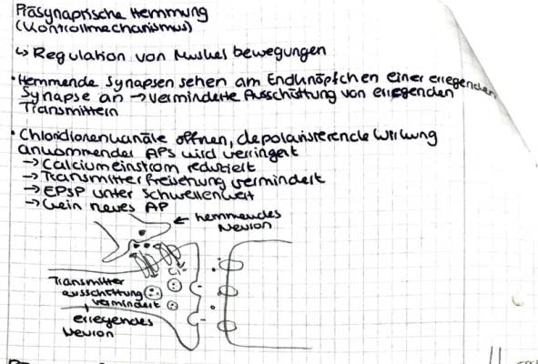 Präsynaptische Hemmung und Renshaw-Hemmung: Einfache Erklärungen für Kinder