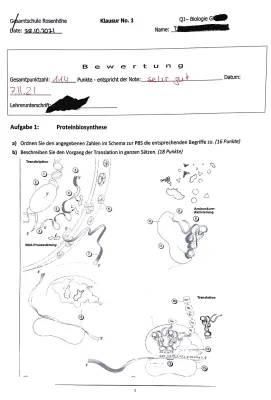 Proteinbiosynthese: Einfach erklärt und Zusammenfassung