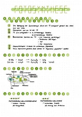 Einfach erklärt: Fotosynthese und Fotosysteme in der Biologie