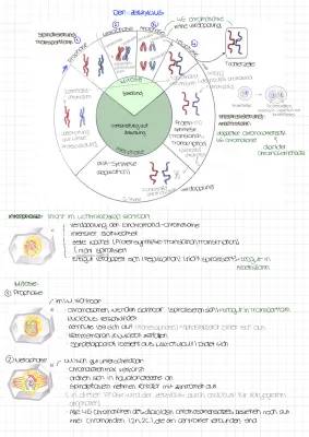 Mitose: Wie Zellen sich für den Zellzyklus vorbereiten