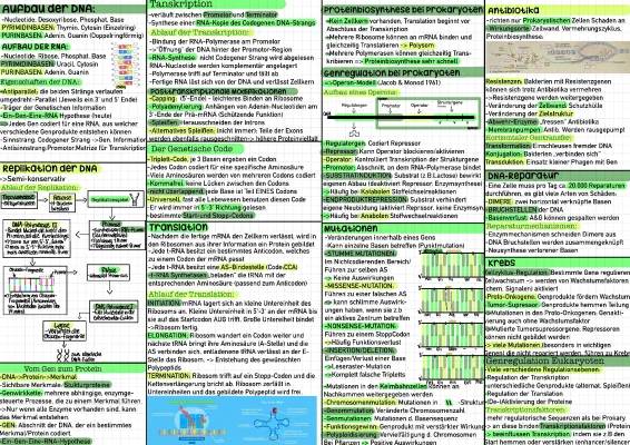 Proteinbiosynthese und DNA-Replikation einfach erklärt - Zusammenfassung und Arbeitsblatt