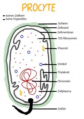 Unterschiede zwischen Prokaryoten und Eukaryoten: Tabelle und Beispiele