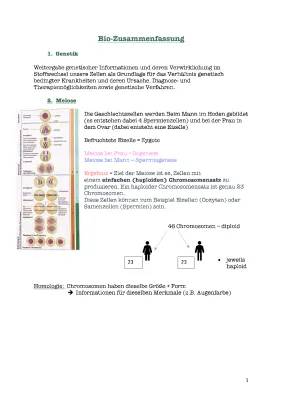 Meiose Phasen - Prophase 1 und 2, Anaphase 1 und 2 - Mitose und Mitochondriale Vererbung