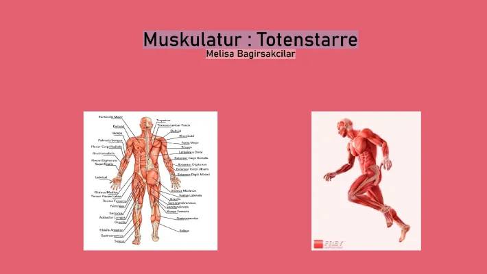 Aufbau Skelettmuskel und Muskelkontraktion einfach erklärt