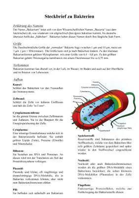 Bakterien Steckbrief für Kinder: Aufbau, Vermehrung und mehr