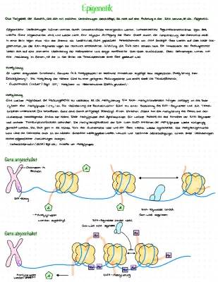 Epigenetik leicht erklärt für Kinder: Beispiele, Methylierung und mehr