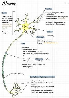 Evolution & Neurologie  Das Neuron, Bioelektrizität, Aktionspotenzial, Synapse Lamarck/Darwin, Fossile Spuren, Datierungsmethoden, Morphologie & Anatomie, CRISPR DNA Vergleiche, DNA DNA Hybridisierung, Verwandtschaftsnachweis, Hardy Weinberg Gesetz,…