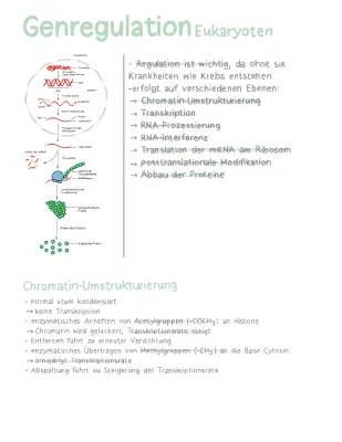 Was ist Genregulation? Einfache Erklärung für Eukaryoten und Prokaryoten