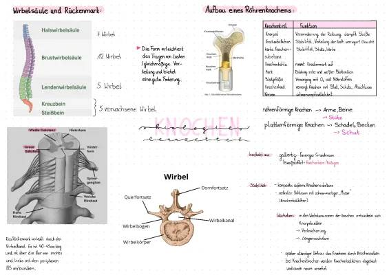 Lernzettel: Wirbelsäule und Knochen 🦴📚